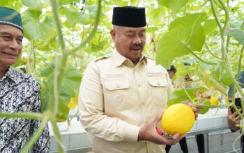 Bupati Kukar dan Kelompok Tani Kejawi Permai Panen Perdana Melon Hidroponik, Dorong Pertanian Modern dan Kesejahteraan Petani