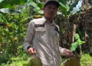 Pemdes Rapak Lambur Rancang Wisata Durian untuk Dorong Ekonomi Desa
