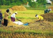 Desa Ponoragan Perkuat Ketahanan Pangan Melalui Kolaborasi Komunitas dan Pemerintah