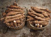 UMKM Olahan Singkong Margahayu Bertahan di Tengah Keterbatasan Pasar